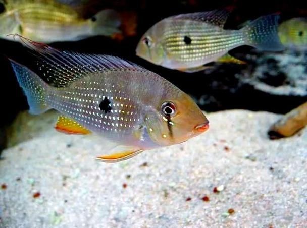 關刀魚最靚是哪種魚圖片，幾種不同風格的10 - 30字標題供你參考，，驚艷！探尋關刀魚家族中最靚品種高清圖片，速看??關刀魚里哪種最靚？超美圖片大揭秘，聚焦關刀魚，究竟何種堪稱最靚？精美