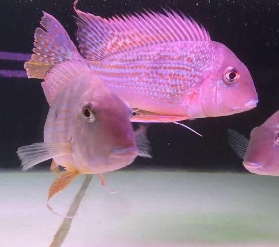 關刀魚最靚是哪種魚圖片，幾種不同風格的10 - 30字標題供你參考，，驚艷！探尋關刀魚家族中最靚品種高清圖片，速看??關刀魚里哪種最靚？超美圖片大揭秘，聚焦關刀魚，究竟何種堪稱最靚？精美