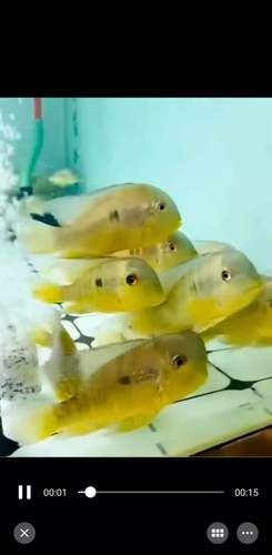 關刀魚最靚是哪種魚圖片，幾種不同風格的10 - 30字標題供你參考，，驚艷！探尋關刀魚家族中最靚品種高清圖片，速看??關刀魚里哪種最靚？超美圖片大揭秘，聚焦關刀魚，究竟何種堪稱最靚？精美