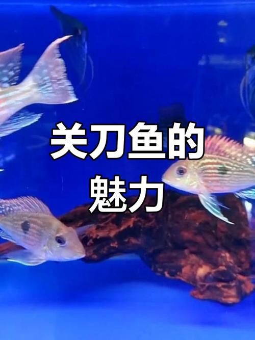 關刀魚最靚是哪種魚圖片，幾種不同風格的10 - 30字標題供你參考，，驚艷！探尋關刀魚家族中最靚品種高清圖片，速看??關刀魚里哪種最靚？超美圖片大揭秘，聚焦關刀魚，究竟何種堪稱最靚？精美