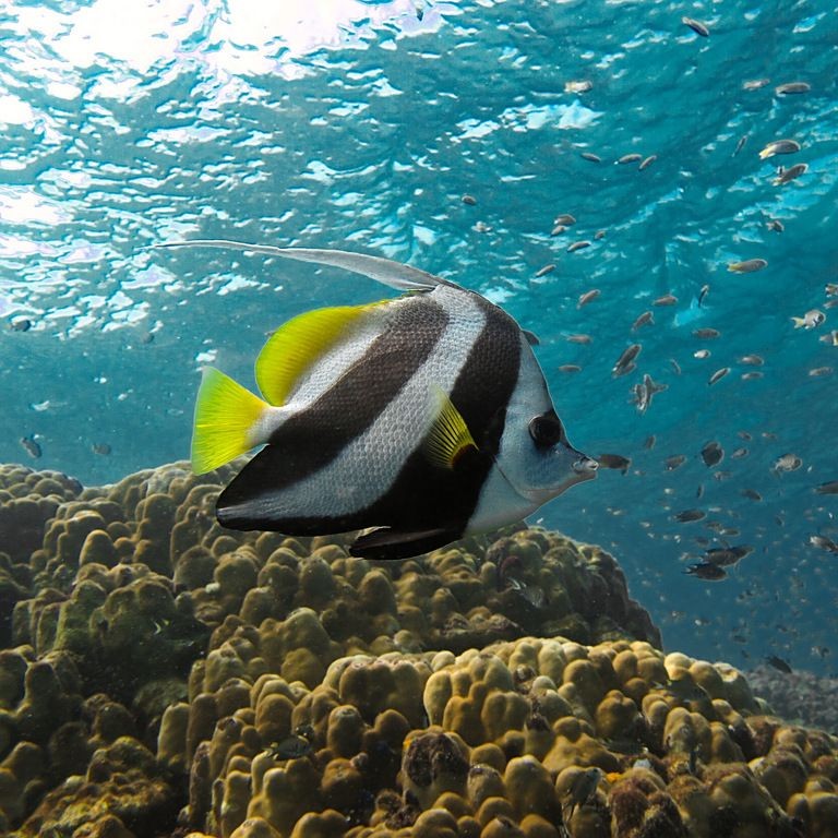 關刀魚最靚是哪種魚圖片，幾種不同風格的10 - 30字標題供你參考，，驚艷！探尋關刀魚家族中最靚品種高清圖片，速看??關刀魚里哪種最靚？超美圖片大揭秘，聚焦關刀魚，究竟何種堪稱最靚？精美