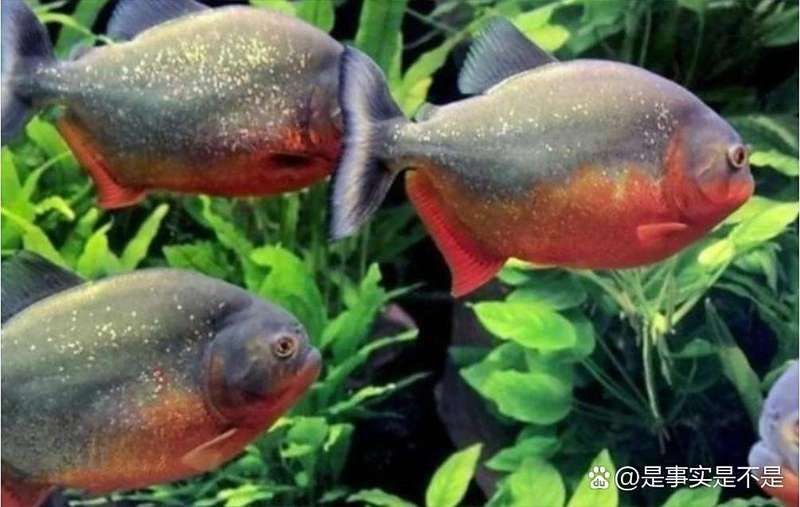 巨型食人魚，幾種不同風格的10 - 30字標題示例供你參考，，驚！巨型食人魚現身水域，生態(tài)平衡遭威脅，探秘，神秘巨型食人魚的生存奧秘大揭秘，警惕！兇猛巨型食人魚入侵，水域安全引擔憂 巨型食人魚，幾種不同風格的10 - 30字標題示例供你參考，，驚！巨型食人魚現身水域，生態(tài)平衡遭威脅，探秘，神秘巨型食人魚的生存奧秘大揭秘，警惕！兇猛巨型食人魚入侵，水域安全引擔憂 龍魚百科 第5張