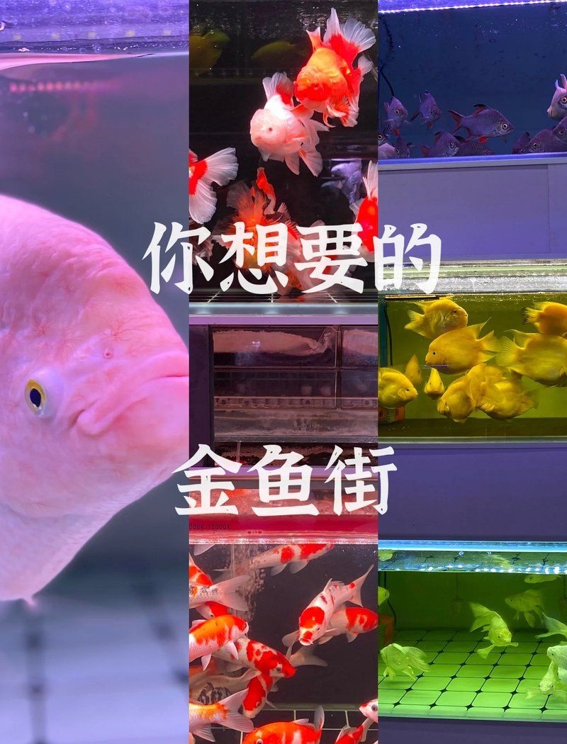 麗江魚缸批發市場