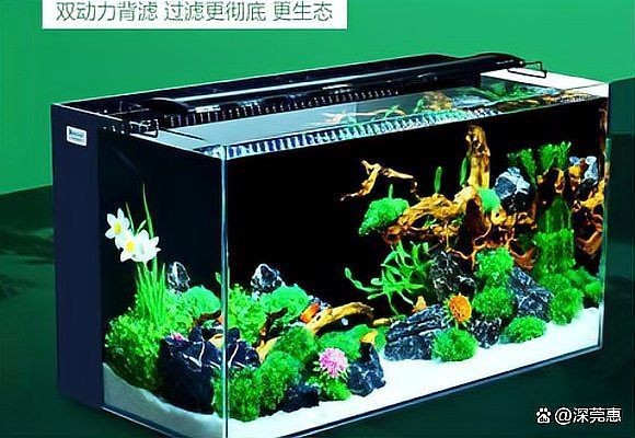 健康水族是雜牌嗎知乎 健康水族是雜牌嗎知乎 全國水族館企業(yè)名錄 第9張