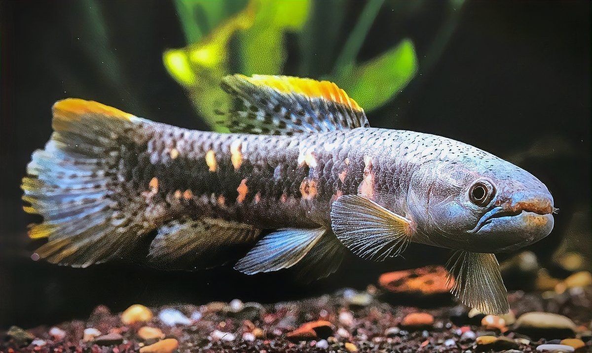 巨爆牙魚亞成