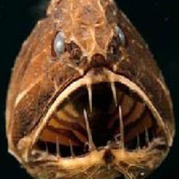 巨爆牙魚亞成