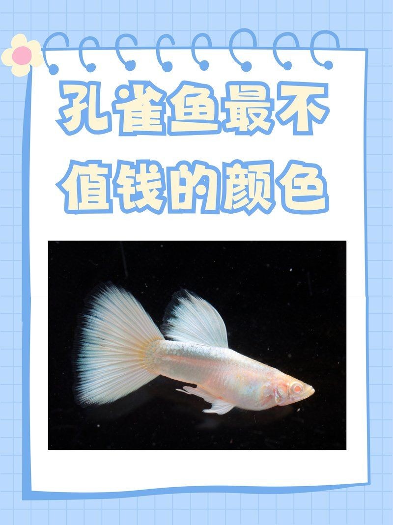 久鼎魚缸最不值錢的顏色 久鼎魚缸最不值錢的顏色 龍魚百科 第5張