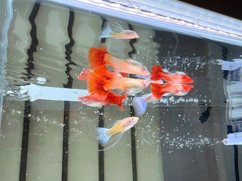 養孔雀魚不死的小竅門