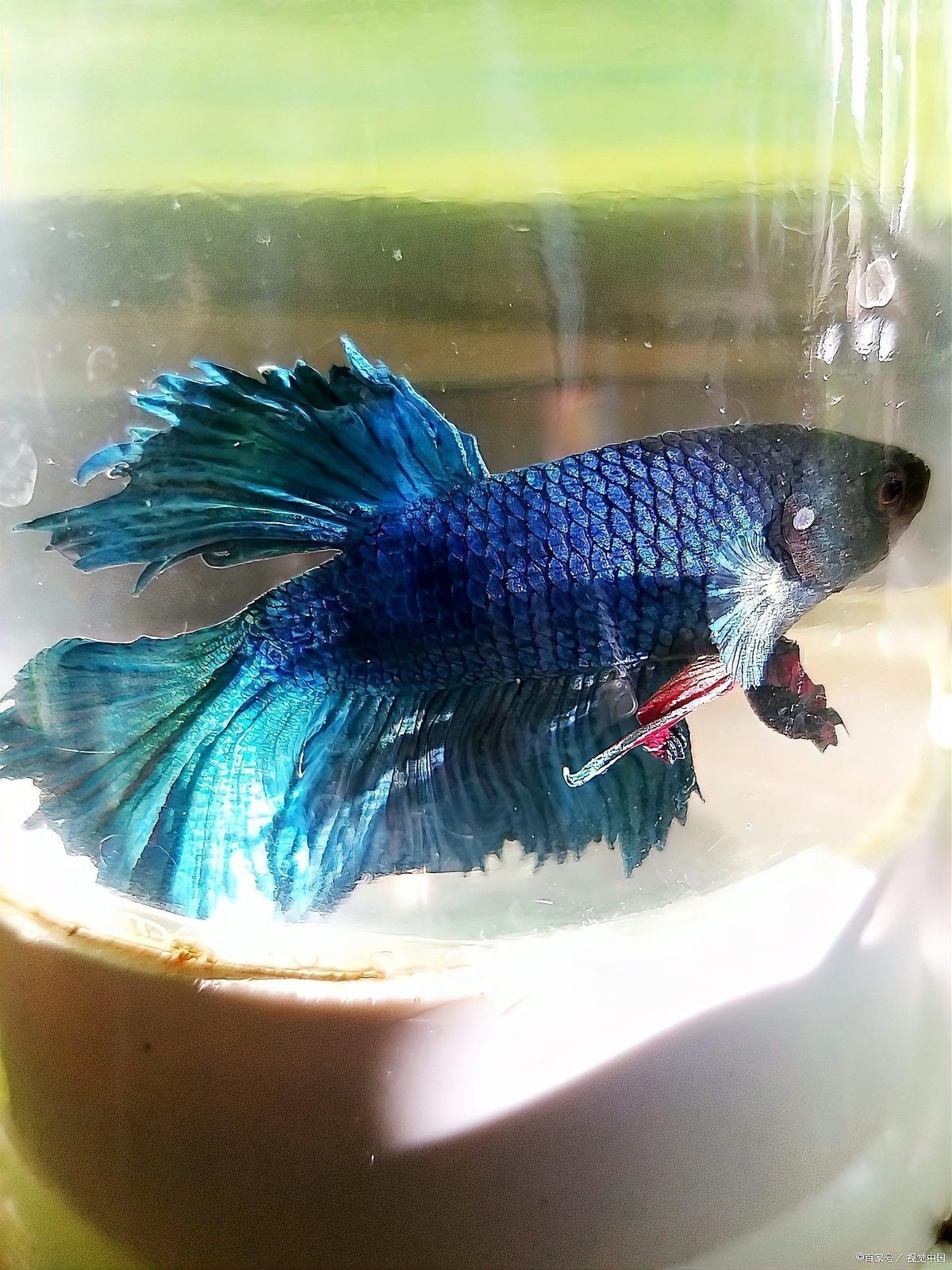 養孔雀魚不死的小竅門