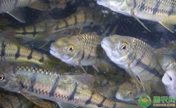 光唇魚能和什么魚混養(yǎng) 全國水族館企業(yè)名錄 第1張 光唇魚能和什么魚混養(yǎng) 光唇魚能和什么魚混養(yǎng) 全國水族館企業(yè)名錄 第1張