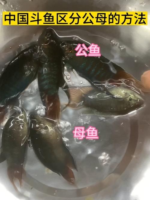 公魚和母魚配對圖片
