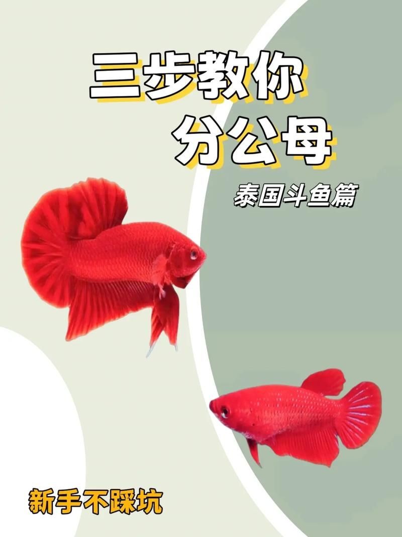 公魚和母魚配對圖片