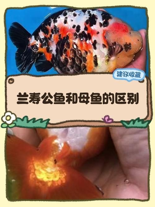 公魚和母魚配對圖片
