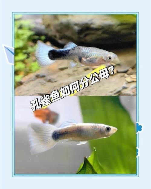 公魚和母魚配對圖片