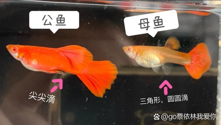 公魚和母魚配對圖片