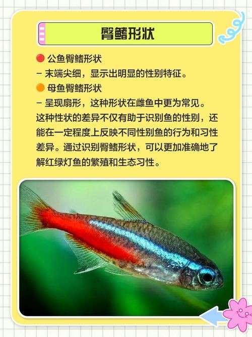 公魚和母魚配對圖片
