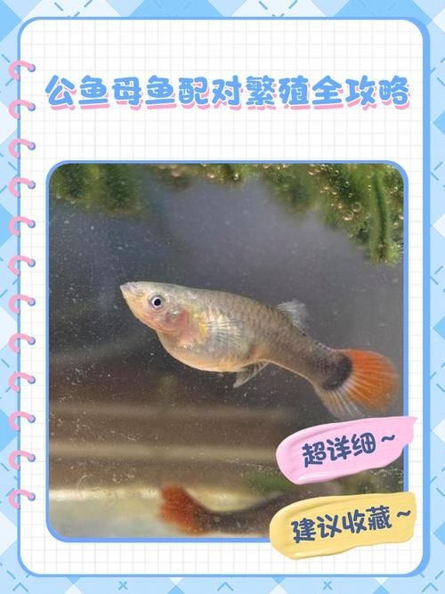 公魚和母魚配對圖片