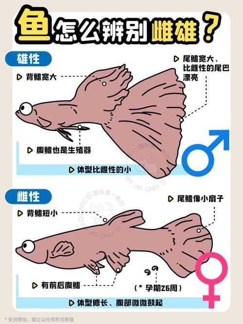 公魚和母魚配對圖片
