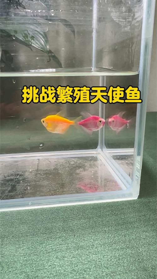 公魚和母魚配對圖片
