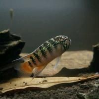 公魚和母魚配對圖片
