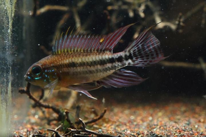 公魚和母魚配對圖片