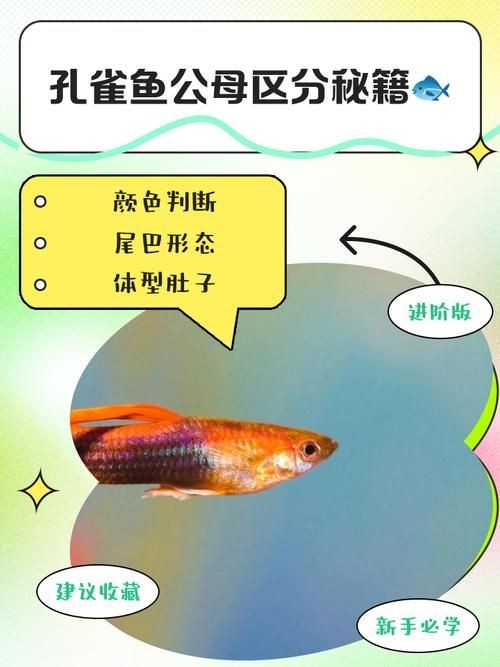 公魚和母魚配對圖片