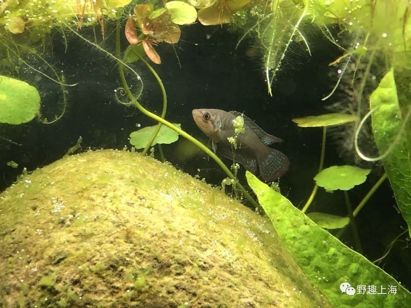 公魚和母魚配對圖片