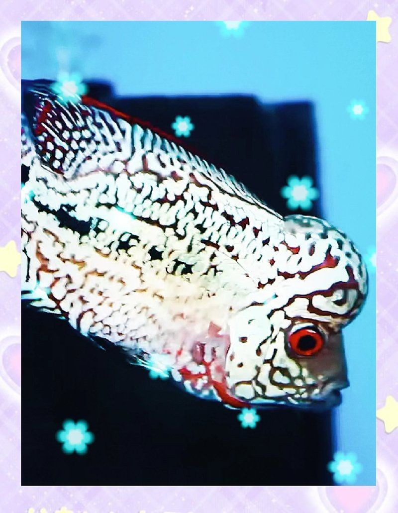 古典羅漢魚很難起頭嗎 古典羅漢魚很難起頭嗎 全國水族館企業名錄 第1張
