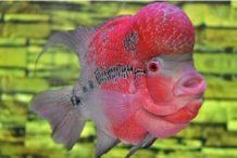 古典羅漢魚很難起頭嗎 古典羅漢魚很難起頭嗎 全國水族館企業名錄 第12張