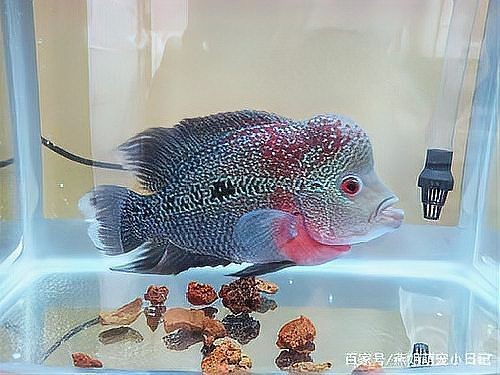 古典羅漢魚很難起頭嗎 古典羅漢魚很難起頭嗎 全國水族館企業名錄 第10張