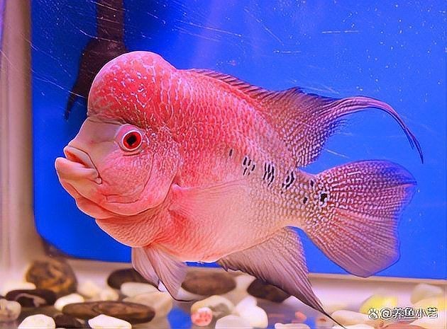 古典羅漢魚很難起頭嗎 古典羅漢魚很難起頭嗎 全國水族館企業名錄 第14張