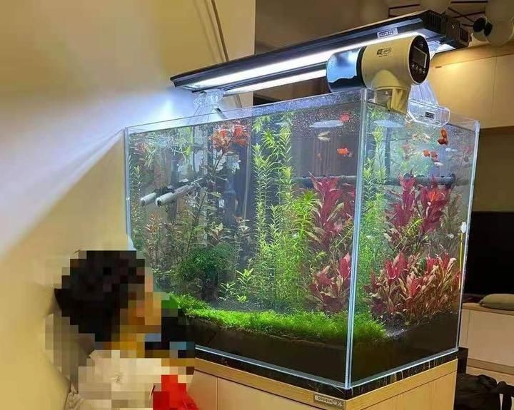 吉印魚缸水族箱最簡單三個步驟 全國水族館企業名錄 第5張 吉印魚缸水族箱最簡單三個步驟 吉印魚缸水族箱最簡單三個步驟 全國水族館企業名錄 第5張