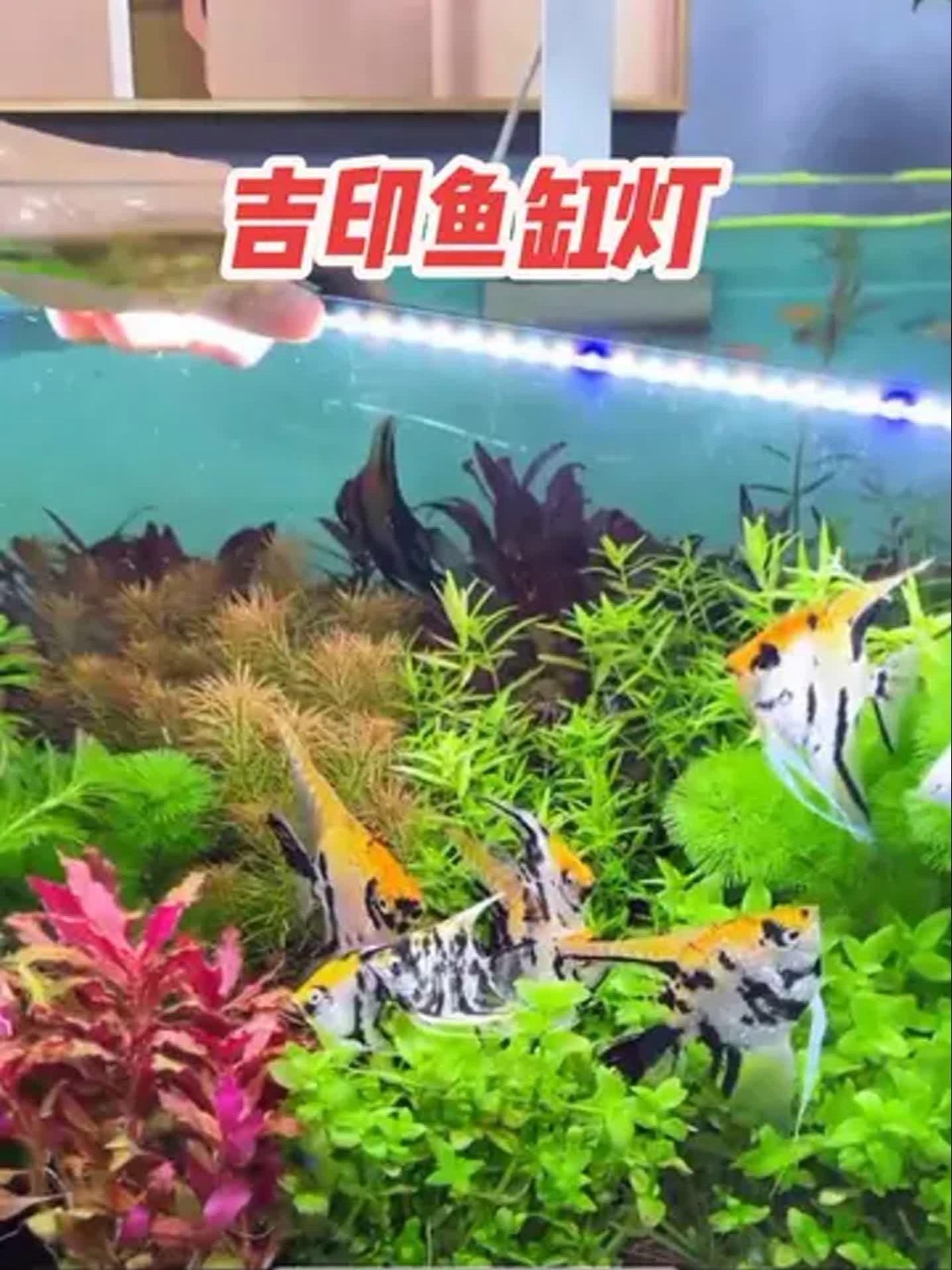 過背金龍魚的養(yǎng)護建議（養(yǎng)殖金龍魚需要注意哪些問題）