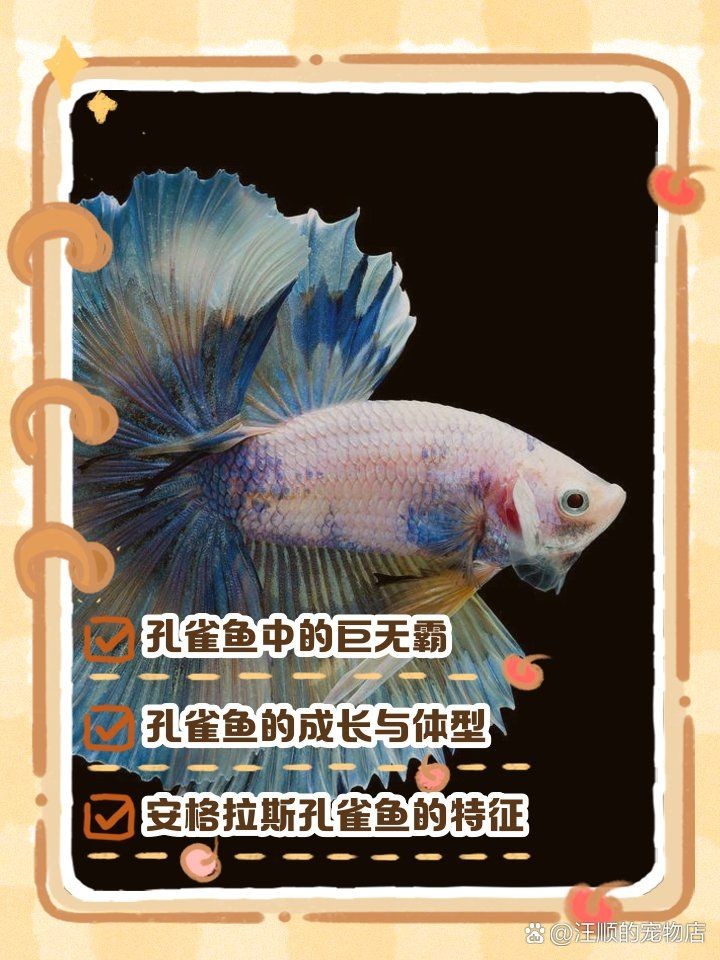 巨型孔雀魚