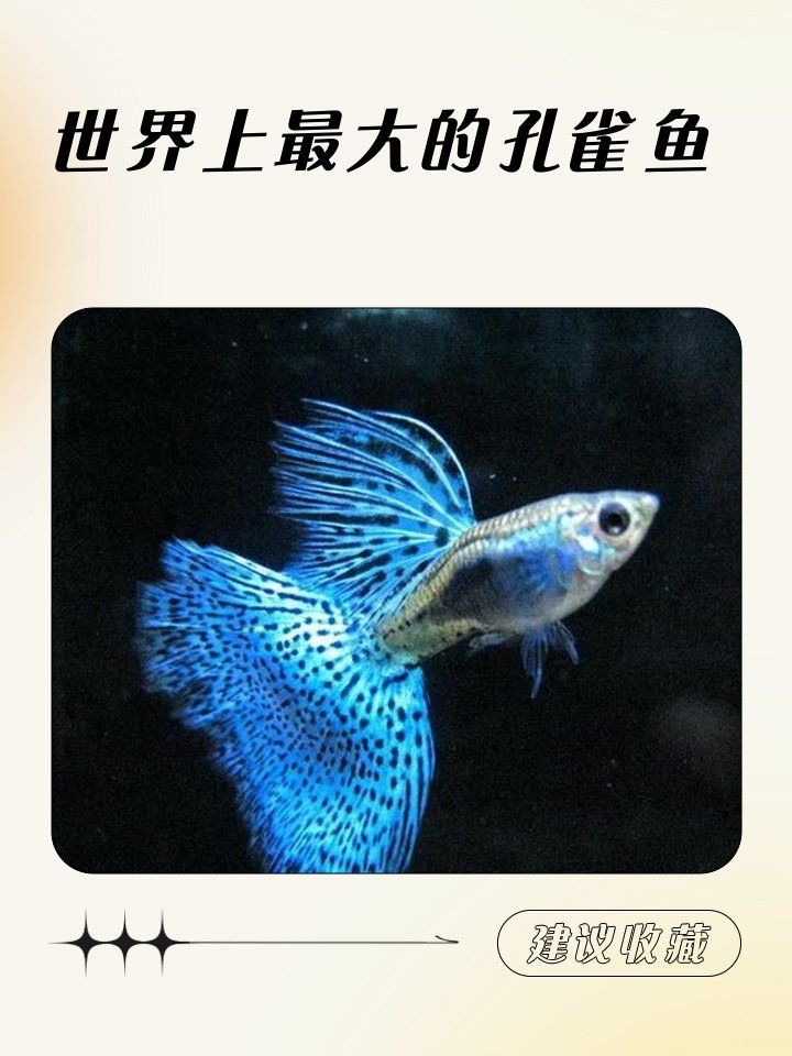 巨型孔雀魚