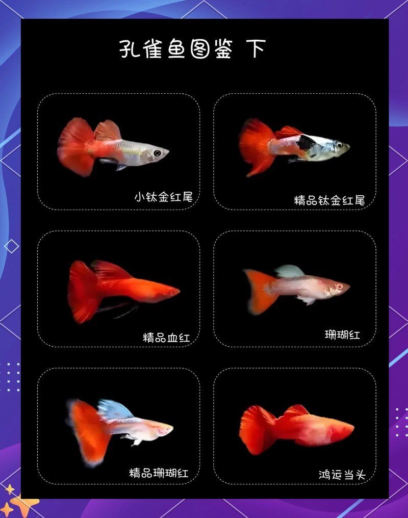 巨型孔雀魚