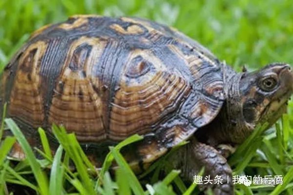 烏龜最旺什么屬相