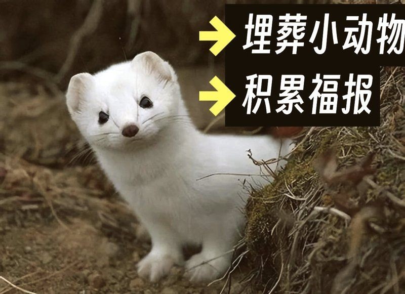 埋死了的魚的功德