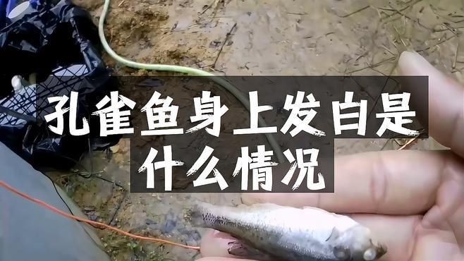 孔雀魚身上發(fā)白腐爛怎么治療