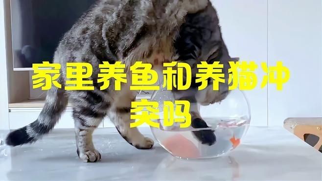 家里養魚和養貓沖突嗎