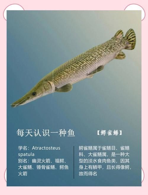 巨骨舌魚(yú)和鱷雀鱔的圖片，巨骨舌魚(yú)與鱷雀鱔同框，罕見(jiàn)雙雄