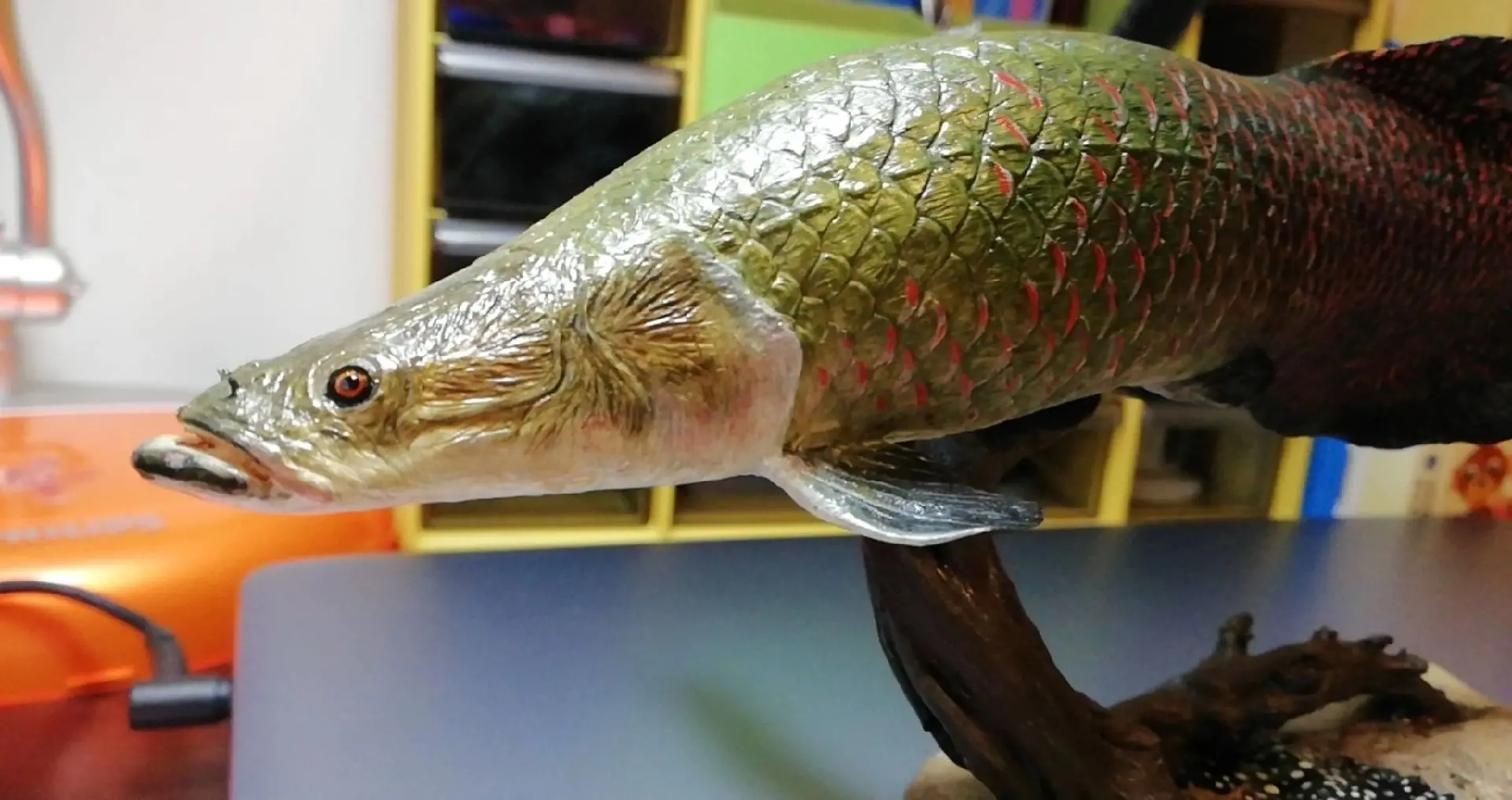 巨骨舌魚(yú)和鱷雀鱔的圖片，巨骨舌魚(yú)與鱷雀鱔同框，罕見(jiàn)雙雄