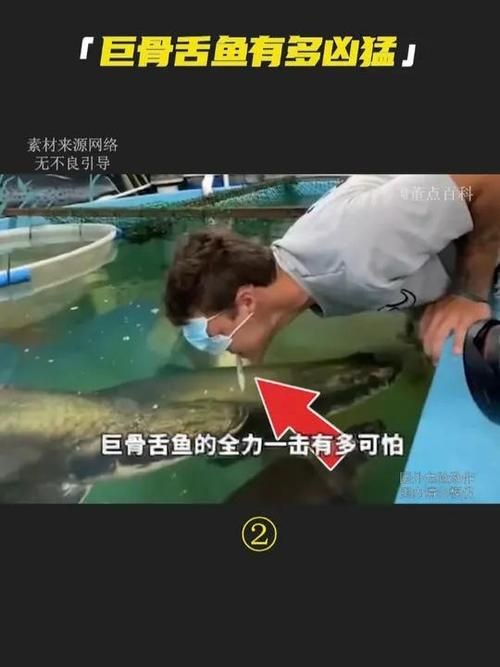 巨骨舌魚(yú)和鱷雀鱔的圖片，巨骨舌魚(yú)與鱷雀鱔同框，罕見(jiàn)雙雄