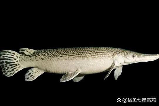 巨骨舌魚(yú)和鱷雀鱔的圖片，巨骨舌魚(yú)與鱷雀鱔同框，罕見(jiàn)雙雄