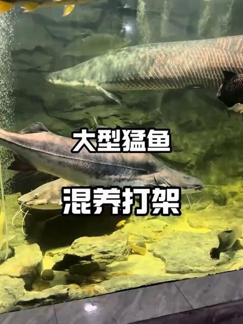 巨骨舌魚(yú)和鱷雀鱔的圖片，巨骨舌魚(yú)與鱷雀鱔同框，罕見(jiàn)雙雄