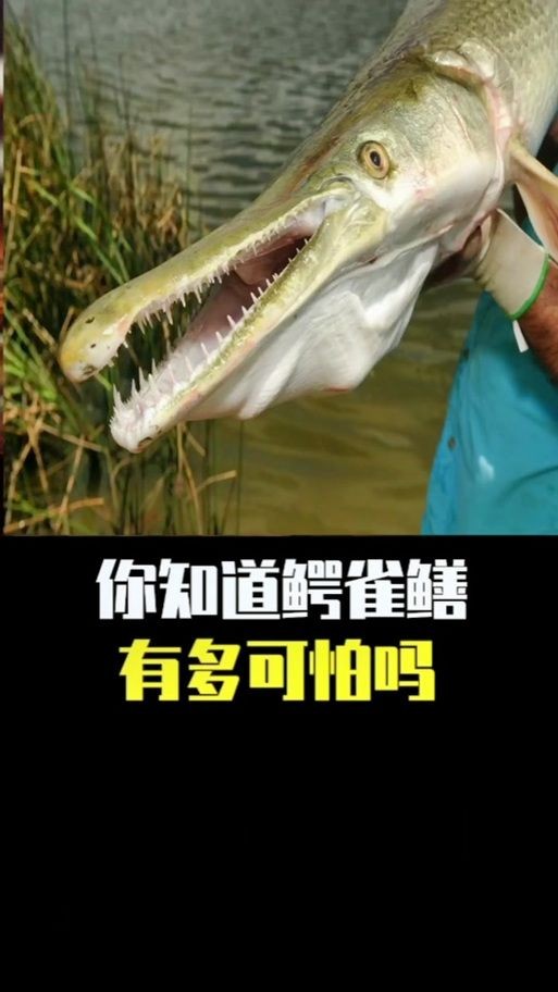 巨骨舌魚(yú)和鱷雀鱔的圖片，巨骨舌魚(yú)與鱷雀鱔同框，罕見(jiàn)雙雄