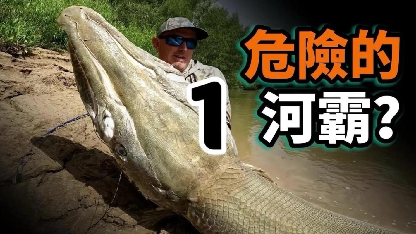 巨骨舌魚(yú)和鱷雀鱔的圖片，巨骨舌魚(yú)與鱷雀鱔同框，罕見(jiàn)雙雄