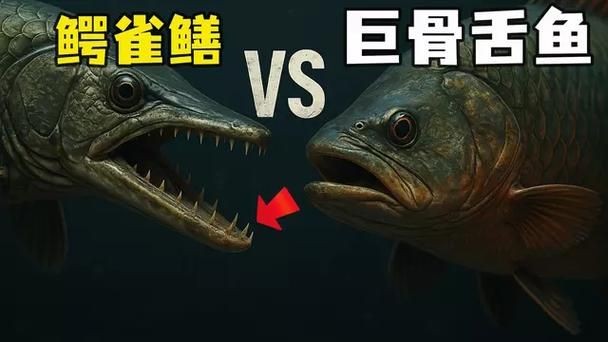 巨骨舌魚和鱷雀鱔的圖片，巨骨舌魚與鱷雀鱔同框，罕見雙雄