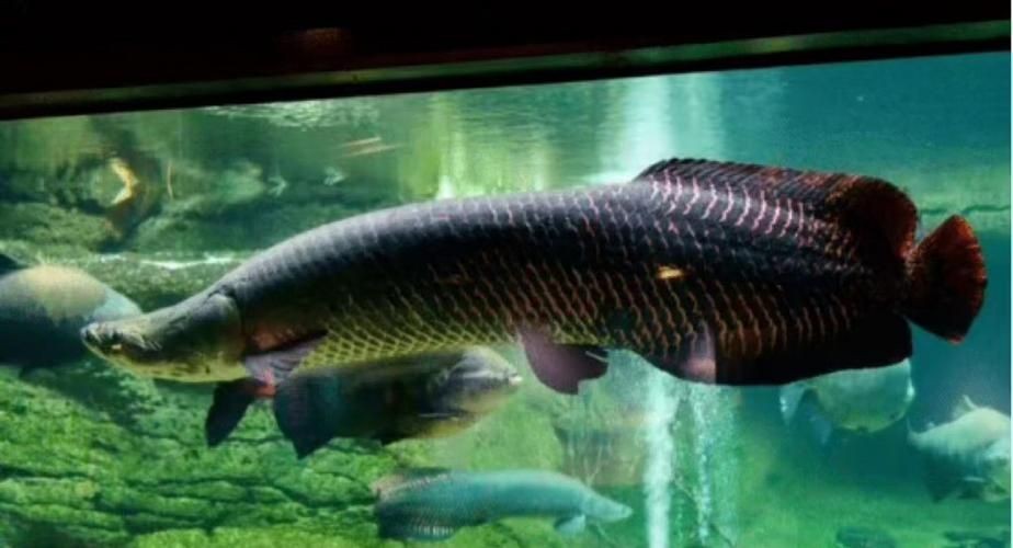 巨骨舌魚(yú)和鱷雀鱔的圖片，巨骨舌魚(yú)與鱷雀鱔同框，罕見(jiàn)雙雄