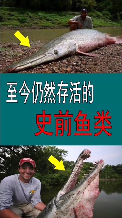 巨骨舌魚(yú)和鱷雀鱔的圖片，巨骨舌魚(yú)與鱷雀鱔同框，罕見(jiàn)雙雄